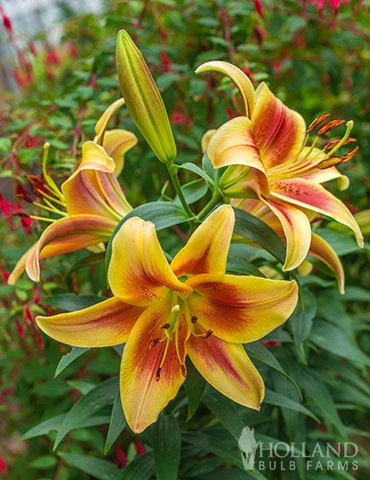 Menu Montego Bay Orienpet Lily 5 Menu Montego Bay Orienpet Lily - Image 3