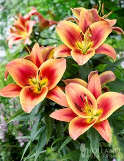 Menu Montego Bay Orienpet Lily 7 Menu Montego Bay Orienpet Lily -Outlet Holland Bulb Farms Store 77496 montego bay orienpet lily