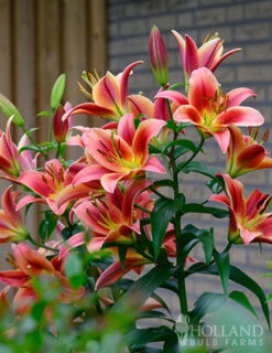 Menu Montego Bay Orienpet Lily 9 Menu Montego Bay Orienpet Lily -Outlet Holland Bulb Farms Store 77496 montego bay orienpet lily 3