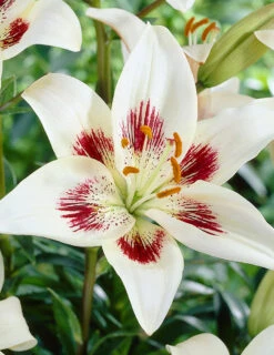 Menu Night & Day Asiatic Lily Collection -Outlet Holland Bulb Farms Store 77498 1