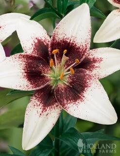 Menu Night & Day Asiatic Lily Collection -Outlet Holland Bulb Farms Store 77498 white pixels lily 1