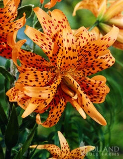Menu Fiery Hot Lily Collection -Outlet Holland Bulb Farms Store 77499 double tiger lily 1