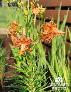 Menu Fiery Hot Lily Collection -Outlet Holland Bulb Farms Store 77499 double tiger lily 4 1