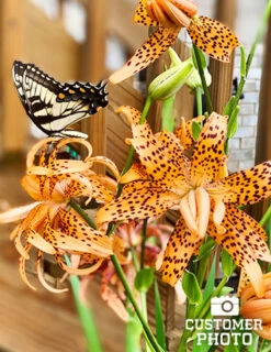 Menu Double Tiger Lily Flore Pleno 12 Menu Double Tiger Lily Flore Pleno -Outlet Holland Bulb Farms Store 77499 double tiger lily 5