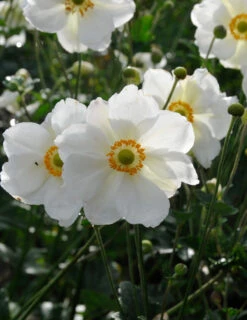 Menu Honorine Jobert Anemone -Outlet Holland Bulb Farms Store 77502 1