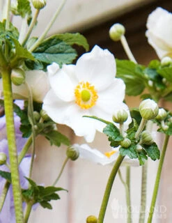 Menu Honorine Jobert Anemone -Outlet Holland Bulb Farms Store 77502 honorine jobert anemone 2 1