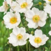 Menu Honorine Jobert Anemone -Outlet Holland Bulb Farms Store 77502 honorine jobert anemone 3 1