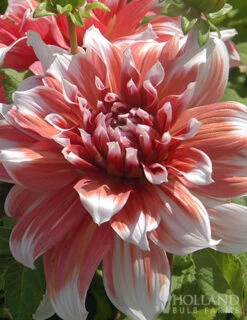 Menu Shimmering Sunset Dahlia Collection -Outlet Holland Bulb Farms Store 77504 frost nip dahlia 2