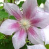 Menu Pink Delight Clematis