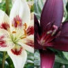 Menu Night & Day Asiatic Lily Collection
