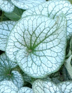 Menu Deer Resistant Shade Garden Collection 32 Menu Deer Resistant Shade Garden Collection -Outlet Holland Bulb Farms Store 77520 alexanders great brunnera 2