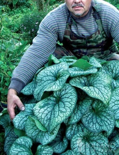 Menu Deer Resistant Shade Garden Collection 33 Menu Deer Resistant Shade Garden Collection -Outlet Holland Bulb Farms Store 77520 alexanders great brunnera 3