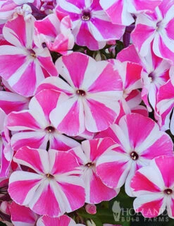 Menu Peppermint Twist Tall Phlox -Outlet Holland Bulb Farms Store 77522 peppermint twist 1