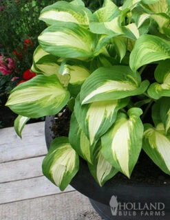 Menu Fancy Foliage Collection 18 Menu Fancy Foliage Collection -Outlet Holland Bulb Farms Store 77524 color festival hosta 2 2