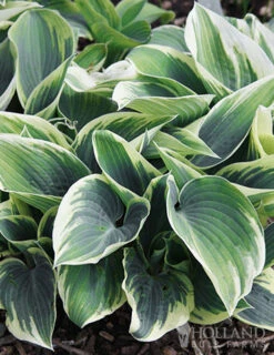 Menu Blue Hosta Collection 18 Menu Blue Hosta Collection -Outlet Holland Bulb Farms Store 77525 el nino hosta 2