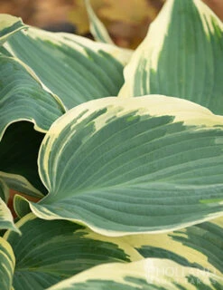 Menu Blue Hosta Collection 21 Menu Blue Hosta Collection -Outlet Holland Bulb Farms Store 77525 el nino hosta 4