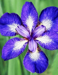 Menu I See Stars Siberian Iris