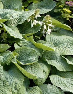 Menu Fancy Foliage Collection 21 Menu Fancy Foliage Collection -Outlet Holland Bulb Farms Store 77528 abiqua drinking gourd hosta 2 2
