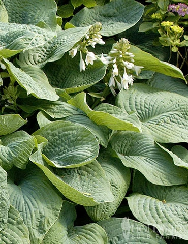 Menu Blue Hosta Collection 12 Menu Blue Hosta Collection - Image 10