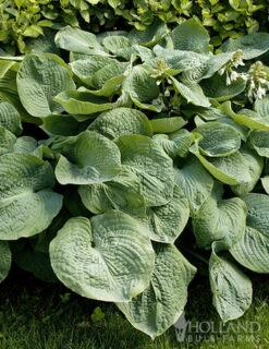 Menu Abiqua Drinking Gourd Hosta