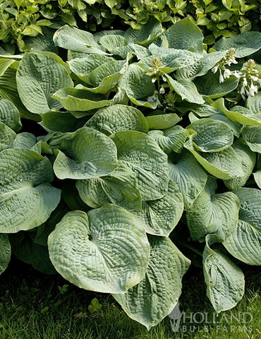 Menu Fancy Foliage Collection 11 Menu Fancy Foliage Collection - Image 9