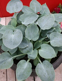 Menu Blue Mouse Ears Hosta -Outlet Holland Bulb Farms Store 77529a