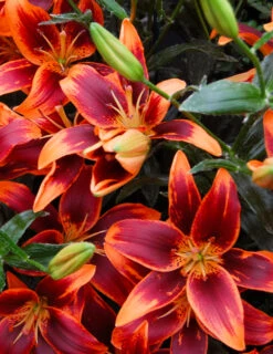 Menu Fiery Hot Lily Collection -Outlet Holland Bulb Farms Store 77531