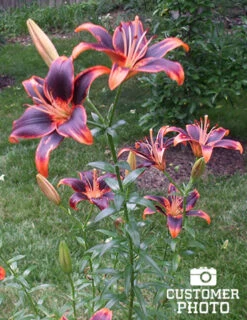 Menu Fiery Hot Lily Collection -Outlet Holland Bulb Farms Store 77531 forever susan asiatic lily