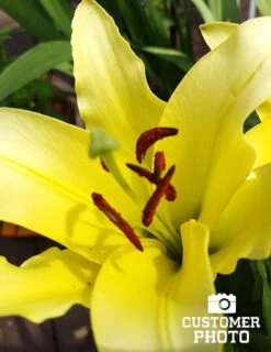 Menu Glowing Sunshine Lily Collection 27 Menu Glowing Sunshine Lily Collection -Outlet Holland Bulb Farms Store 77532 2018 07 13 yelloween lily cynthia koehn 1