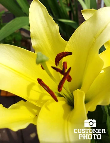 Menu Glowing Sunshine Lily Collection 15 Menu Glowing Sunshine Lily Collection - Image 13