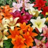 Menu Mixed Asiatic Lilies