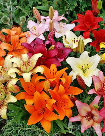 Menu Mixed Asiatic Lilies 3 Menu Mixed Asiatic Lilies