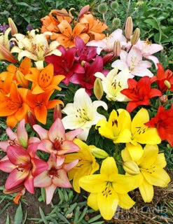 Menu Sunny Perennial Mailbox Garden -Outlet Holland Bulb Farms Store 77535 mixed asiatic lilies