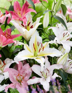 Menu Charming Pink Summer Flowers Collection -Outlet Holland Bulb Farms Store 77536 oriental lily mix 2
