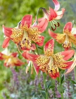 Menu Tiger Lily Collection -Outlet Holland Bulb Farms Store 77537 fusion hybrid lily 2 2