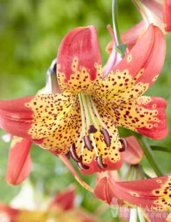 Menu Fiery Hot Lily Collection -Outlet Holland Bulb Farms Store 77537 fusion hybrid lily