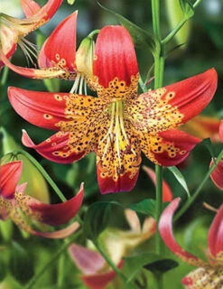 Menu Fiery Hot Lily Collection -Outlet Holland Bulb Farms Store 77537a