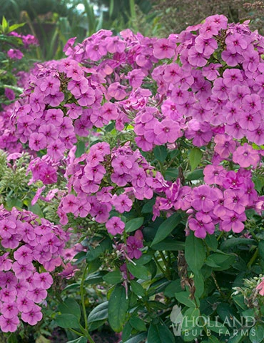 Menu Purple Flame Tall Phlox 3 Menu Purple Flame Tall Phlox