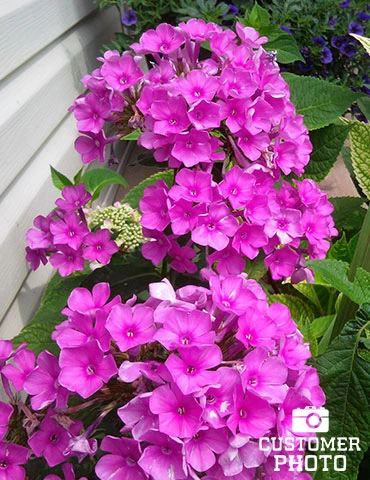 Menu Purple Flame Tall Phlox 4 Menu Purple Flame Tall Phlox - Image 2
