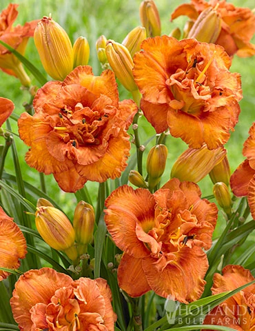 Menu Awesome Luck Daylily 3 Menu Awesome Luck Daylily