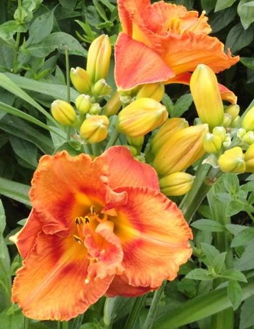 Menu Awesome Luck Daylily 4 Menu Awesome Luck Daylily - Image 2