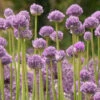 Menu Blue Eddy Allium 1 Menu Blue Eddy Allium -Outlet Holland Bulb Farms Store 77541