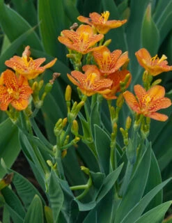 Menu Freckle Face Blackberry Lily 5 Menu Freckle Face Blackberry Lily -Outlet Holland Bulb Farms Store 77543 2