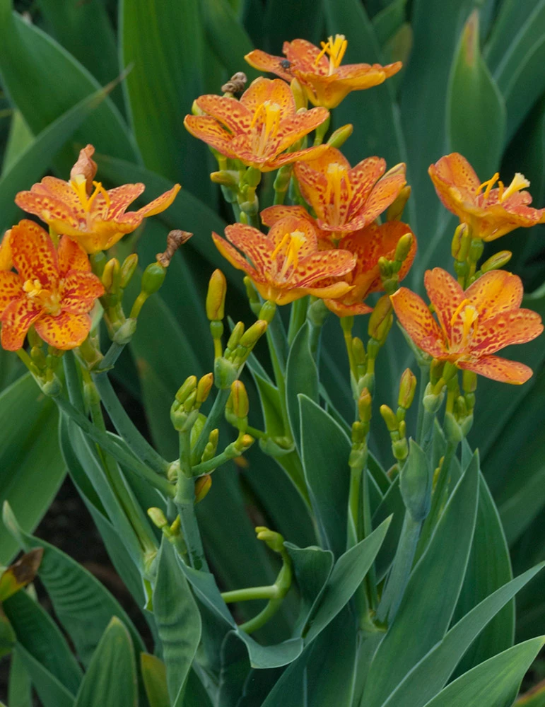 Menu Freckle Face Blackberry Lily 4 Menu Freckle Face Blackberry Lily - Image 2