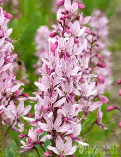 Menu Purpureus Gas Plant -Outlet Holland Bulb Farms Store 77544 purpureus gas plant