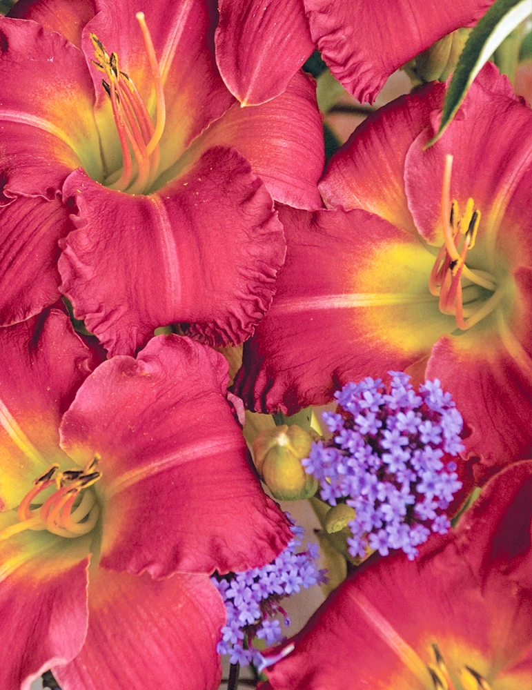 Menu Earlybird Cardinal Re-Blooming Daylily 3 Menu Earlybird Cardinal Re-Blooming Daylily