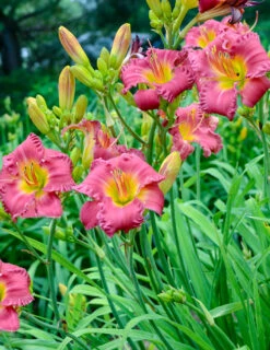 Menu Re-Blooming Daylily Collection -Outlet Holland Bulb Farms Store 77545 02