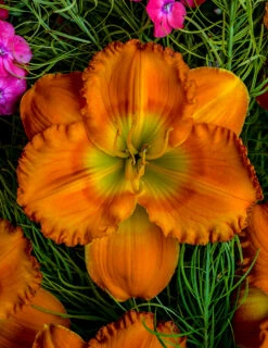 Menu Re-Blooming Daylily Collection -Outlet Holland Bulb Farms Store 77546 1