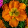 Menu Earlybird Oriole Re-Blooming Daylily -Outlet Holland Bulb Farms Store 77546