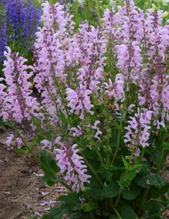 Menu Pinky Winkey Summer Collection 20 Menu Pinky Winkey Summer Collection -Outlet Holland Bulb Farms Store 77551 2 1